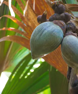 Der «Garten Eden» in Praslin
